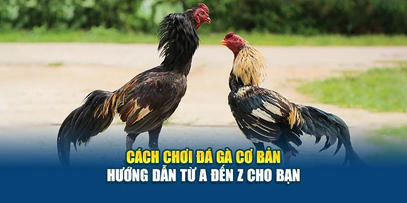 Cách Chơi Đá Gà Cơ Bản - Hướng Dẫn Từ A Đến Z Cho Bạn 4 Cách Chơi Đá Gà Cơ Bản - Hướng Dẫn Từ A Đến Z Cho Bạn