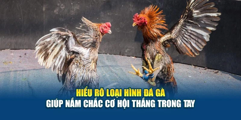Cách Chơi Đá Gà Cơ Bản - Hướng Dẫn Từ A Đến Z Cho Bạn 5 Hiểu rõ loại hình đá gà giúp nắm chắc cơ hội thắng trong tay