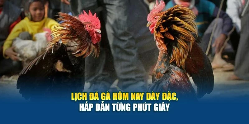 Lịch Đá Gà Hôm Nay - Cập Nhật Giờ Đá, Trận Hot Nhất 5 Lịch đá gà hôm nay dày đặc, hấp dẫn từng phút giây